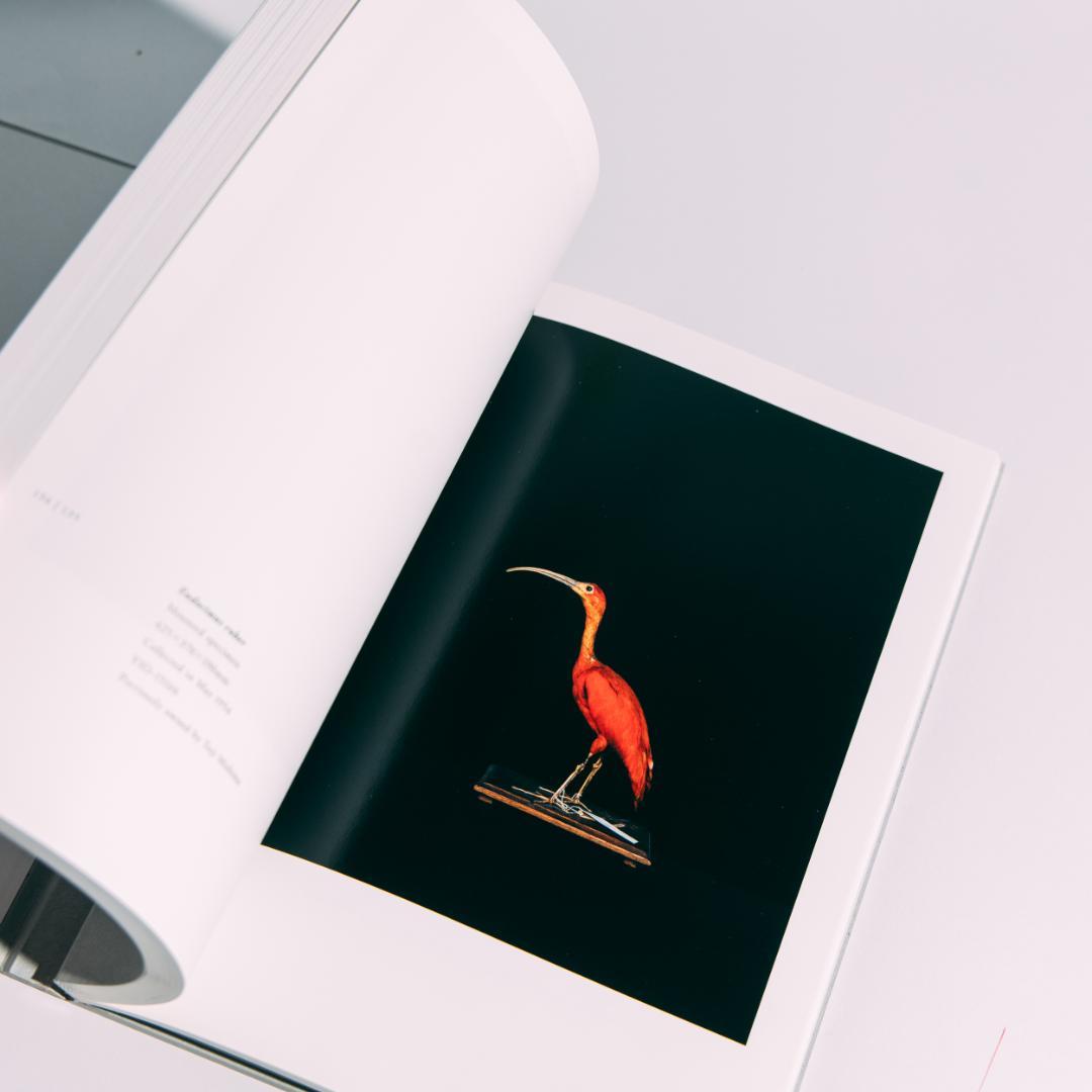 希少本 BIOSOPHIA of BIRDS : 上田義彦 原研哉 - メルカリ