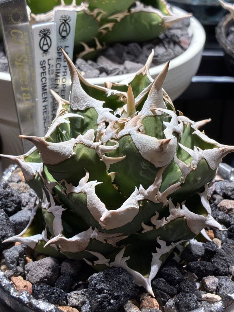 t*i様 アガベ cjspecial 大白鯊 ホホジロザメ 子株 ⭐︎タグ付き