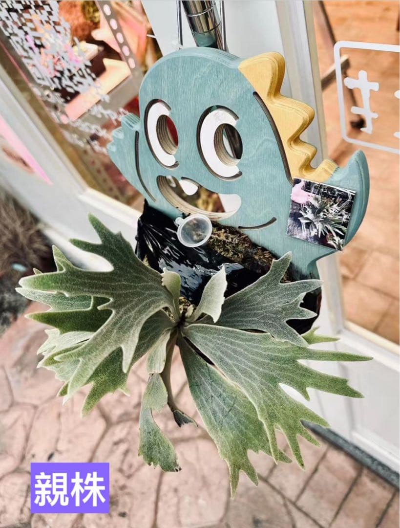 P. Willinckii Spur(TC) - メルカリ