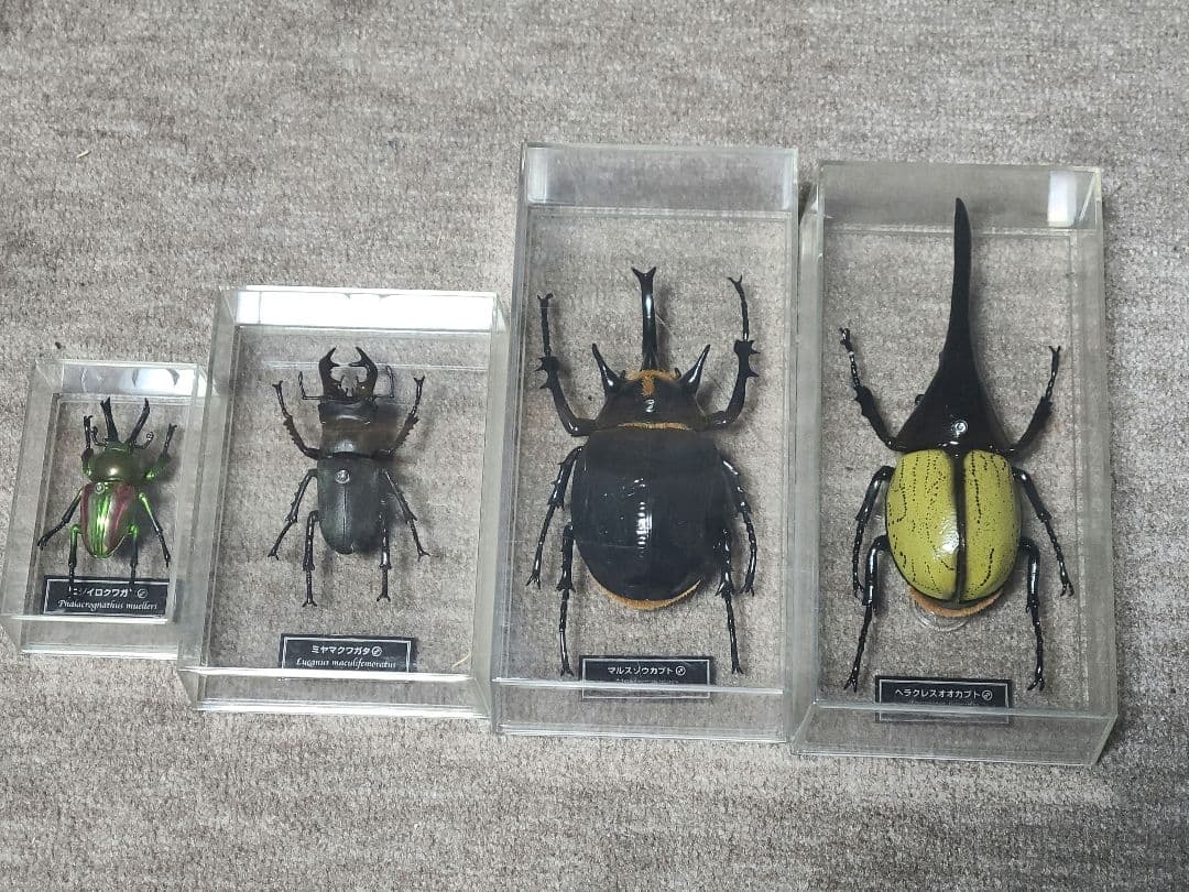 カブトムシ、クワガタ標本 4体セット - メルカリ