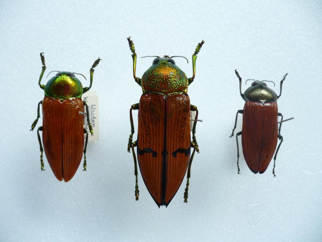 O*ん様 オーストラリアの ムカシタマムシ 3種セット O*ん様 オーストラリアの ムカシタマムシ 3種セット オーストラリアの