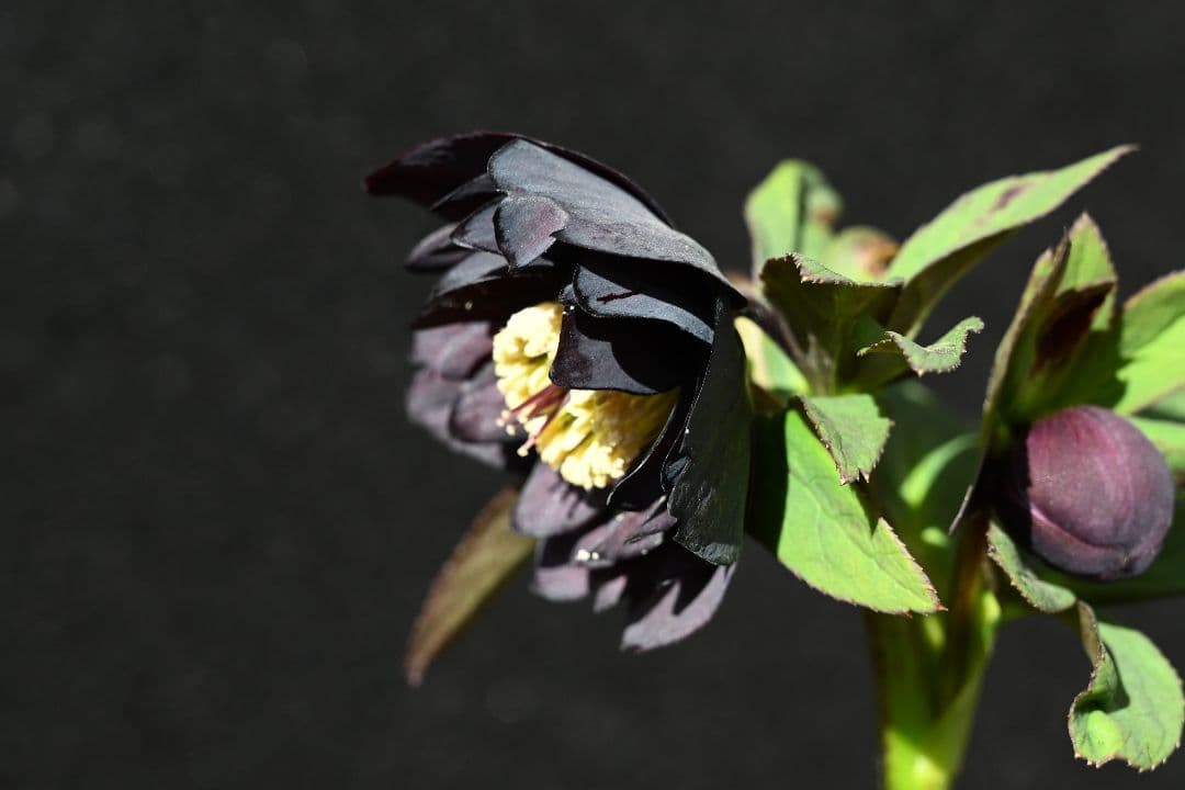 クリスマスローズ 認定Little Collection ddブラック加藤農園 - メルカリ