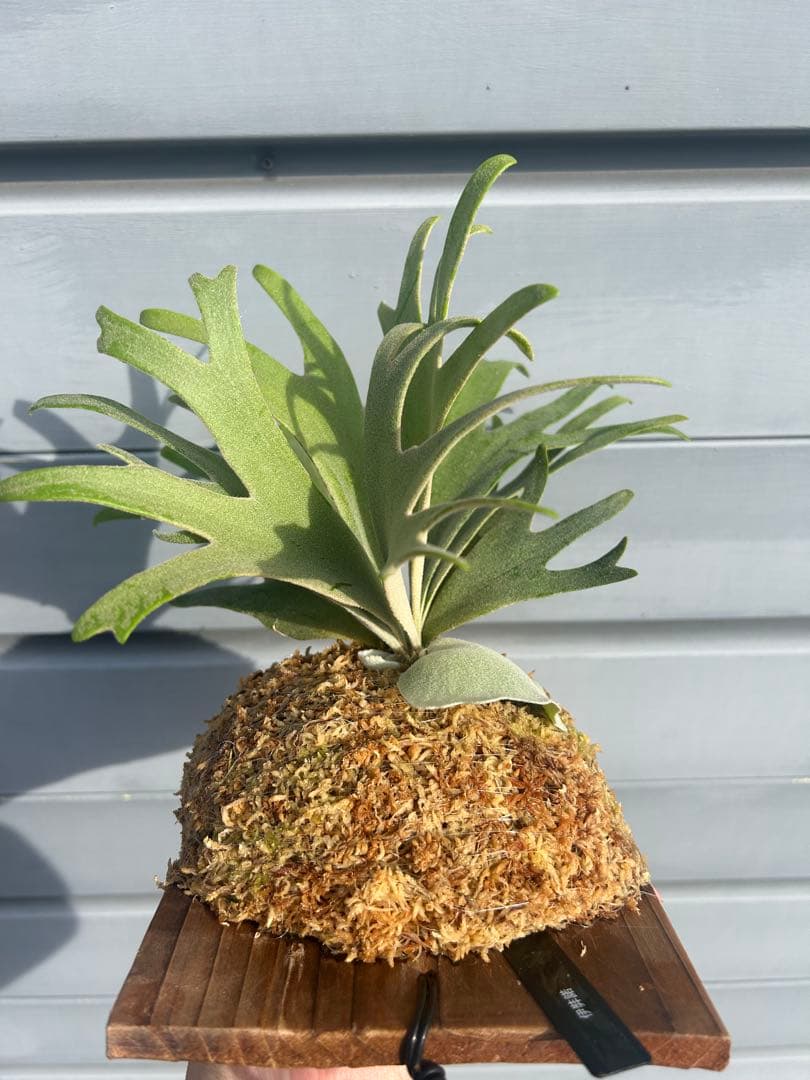 YUSAKU　伊弉諾　izanagi 子株　大きめ