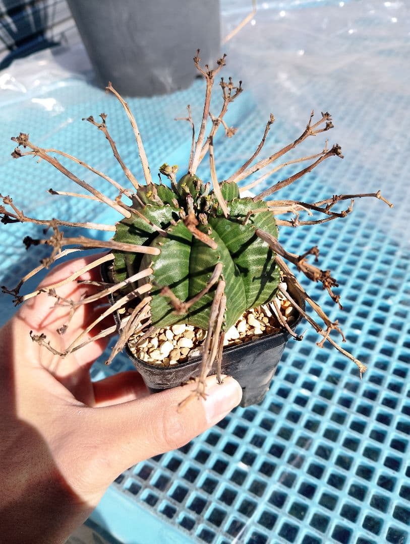 \"特選\" ユーフォルビア スーパー バリダ