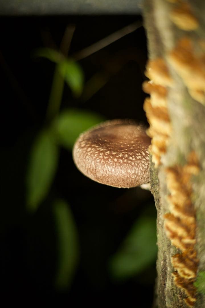 Canon用EF シグマ150-600mmF5-6.3 contemporary