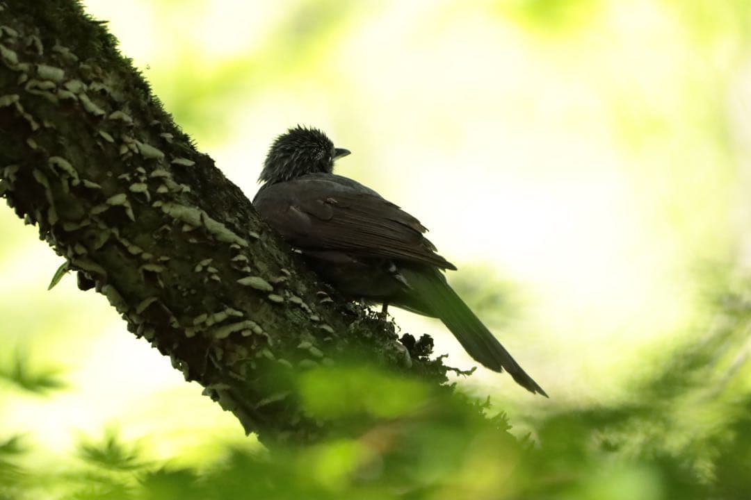 Canon用EF シグマ150-600mmF5-6.3 contemporary
