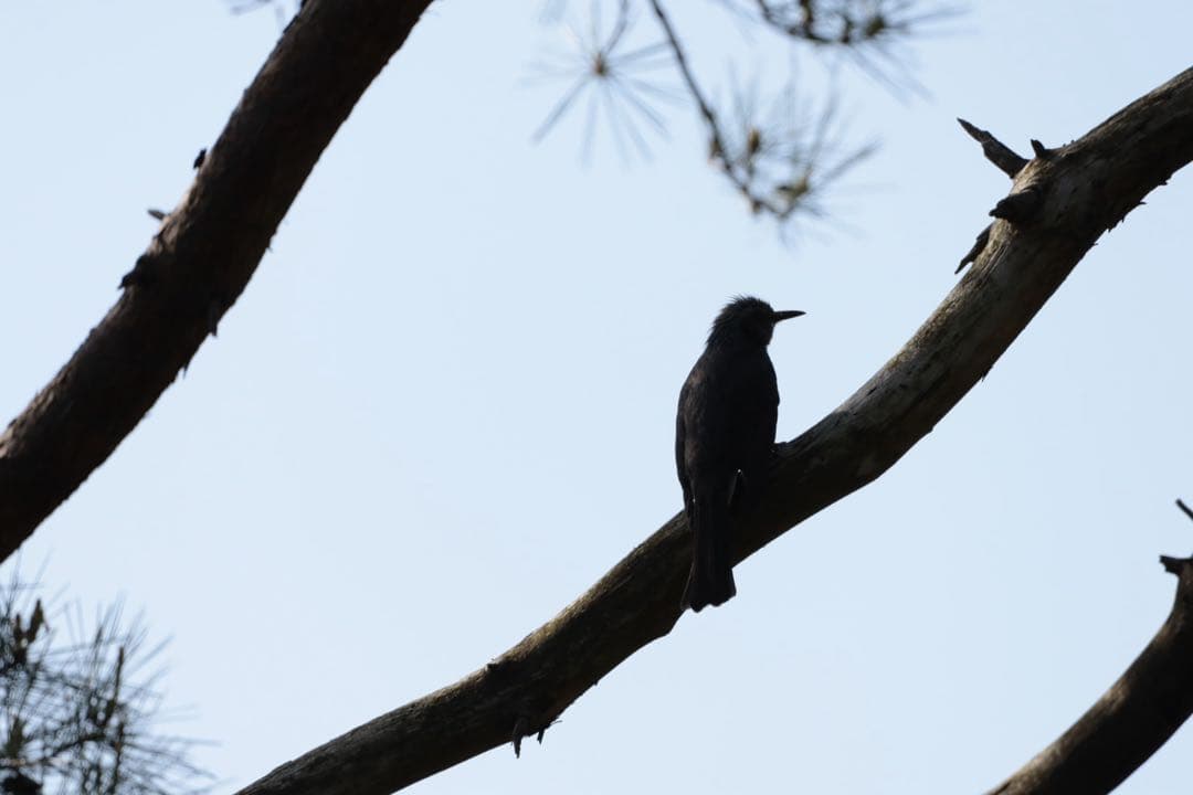 Canon用EF シグマ150-600mmF5-6.3 contemporary