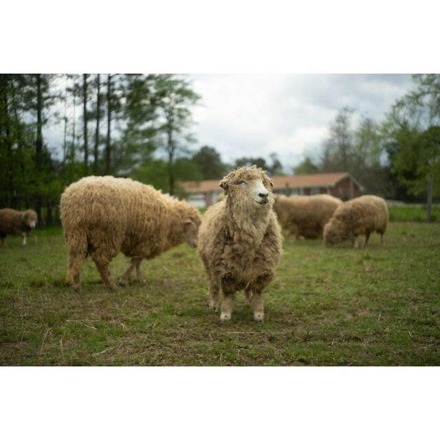 89　美品 初期型　ジュピター 8 　2/50 L39アダプター付