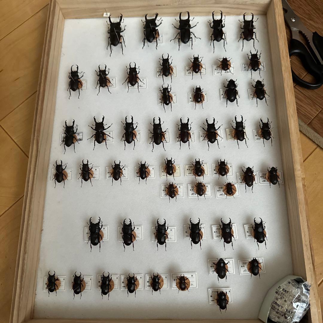 コクワガタ　スジクワガタ　ネブトクワガタ標本 コクワガタ スジクワガタ ネブトクワガタ標本 - メルカリ