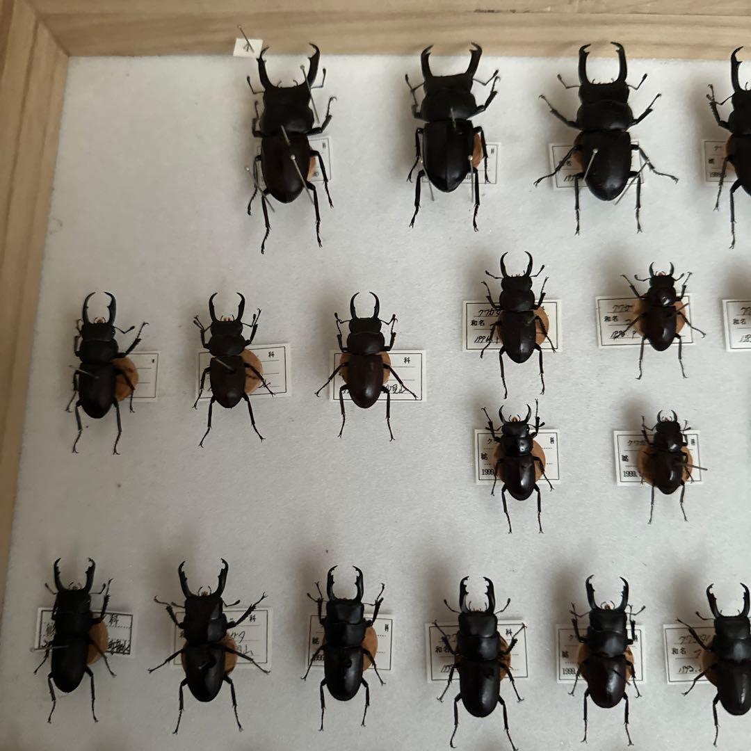 コクワガタ スジクワガタ ネブトクワガタ標本 - メルカリ