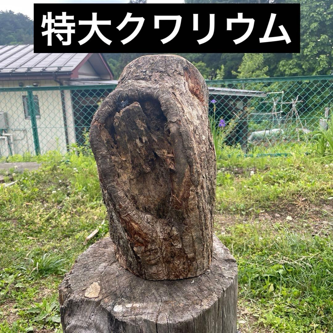 特大クワリウム　樹洞　登り木　エサ台　シェルター Amazon.co.jp: クワリウム 登り木 エサ台 シェルター : ペット用品