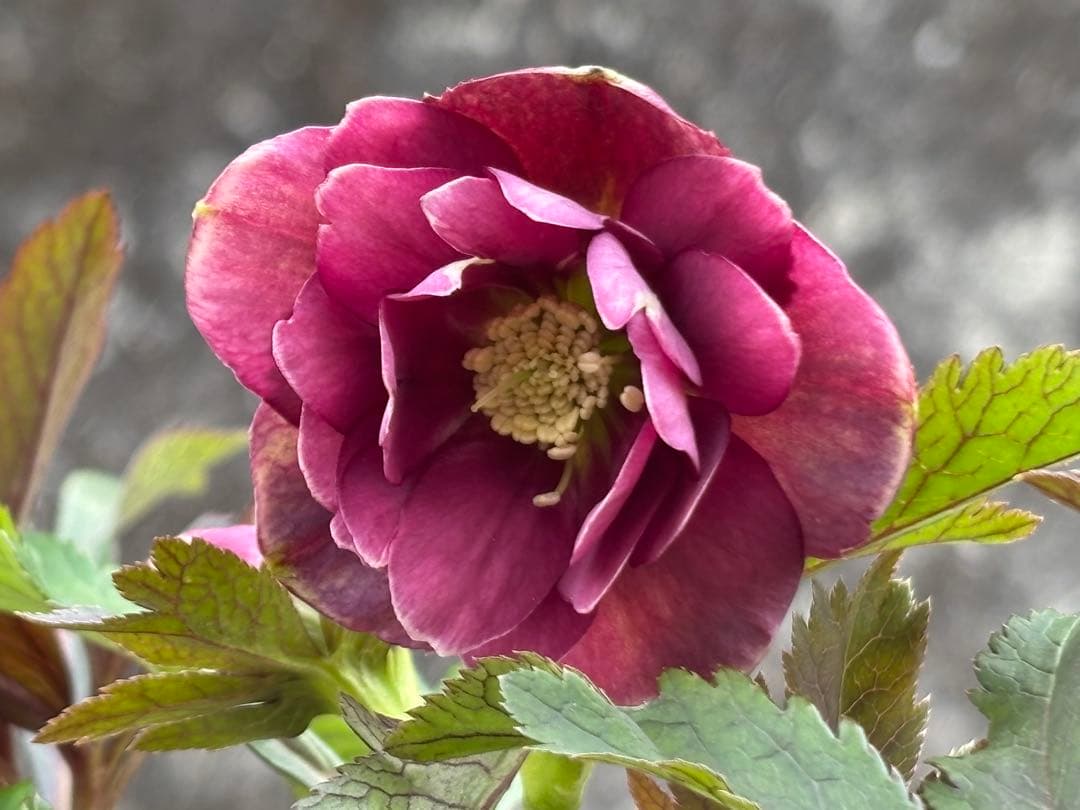 クリスマスローズ ddピンクベイン 広瀬園芸 6 - メルカリ