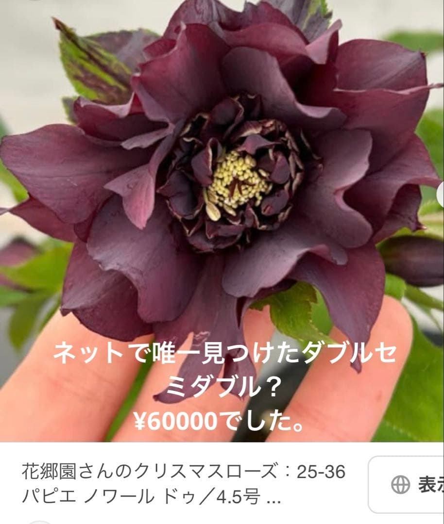 m*み様 クリスマスローズ 株分け苗 パピエ ノワールドゥ 花郷園 - メルカリ