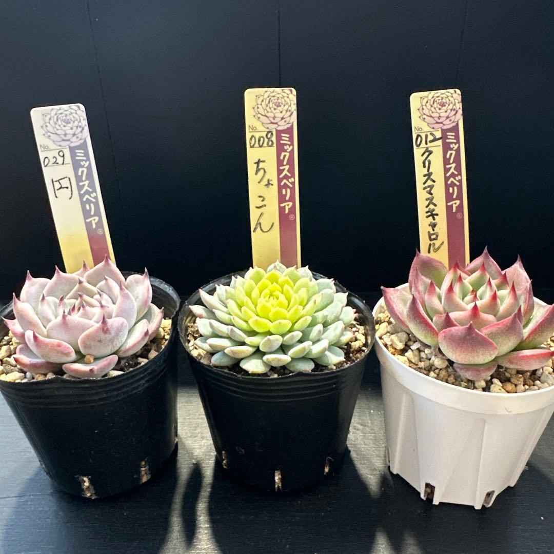 ア*サ様 おらいさん苗10点セット　まだまだ可愛いくなりますのでお楽しみに♡ 札