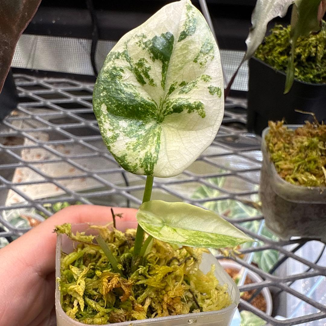 美株 アロカシア シヌアータ アルボ - メルカリ