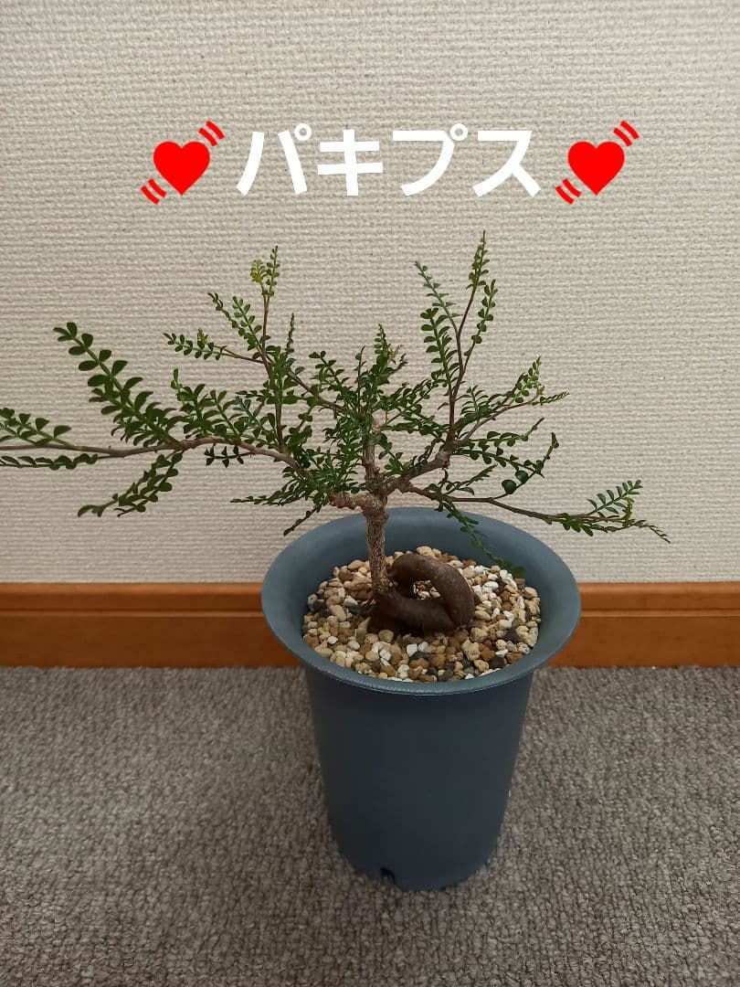 オペルクリカリアパキプス 実生株 4年目