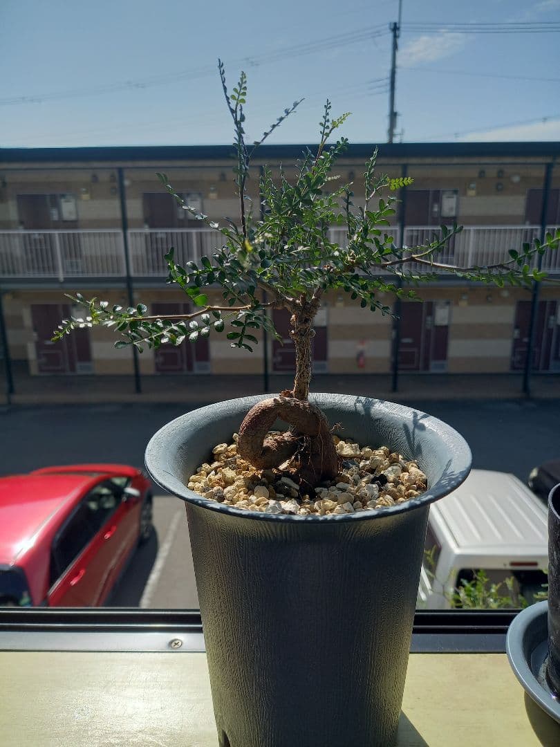 オペルクリカリアパキプス 実生株 4年目