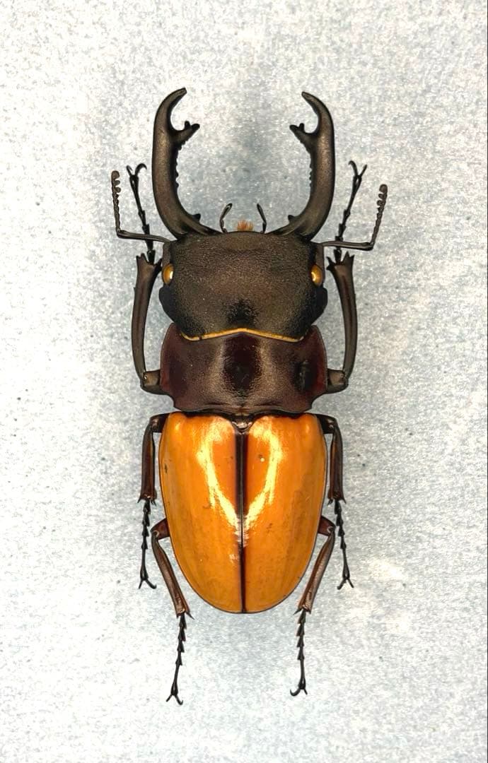 大型カステルナウツヤクワガタ カステルナウツヤクワガタ - カブトムシ・クワガタムシ - ペット - Y