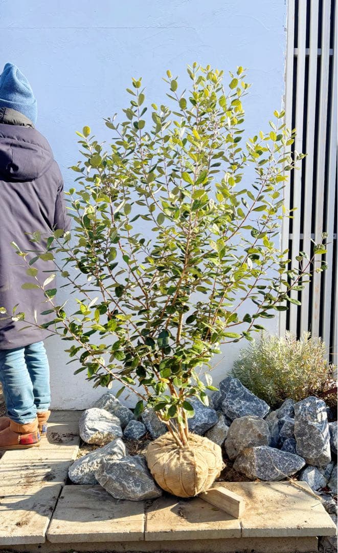 超逸品。フェイジョア株立ち1.5M(鉢底から)品番B - 常緑樹高価