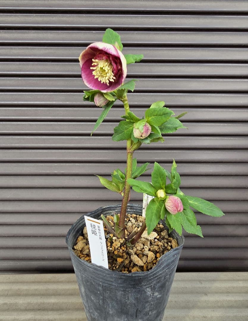 まい様お取り置き専用　加藤農園 認定　【毬姫】sd