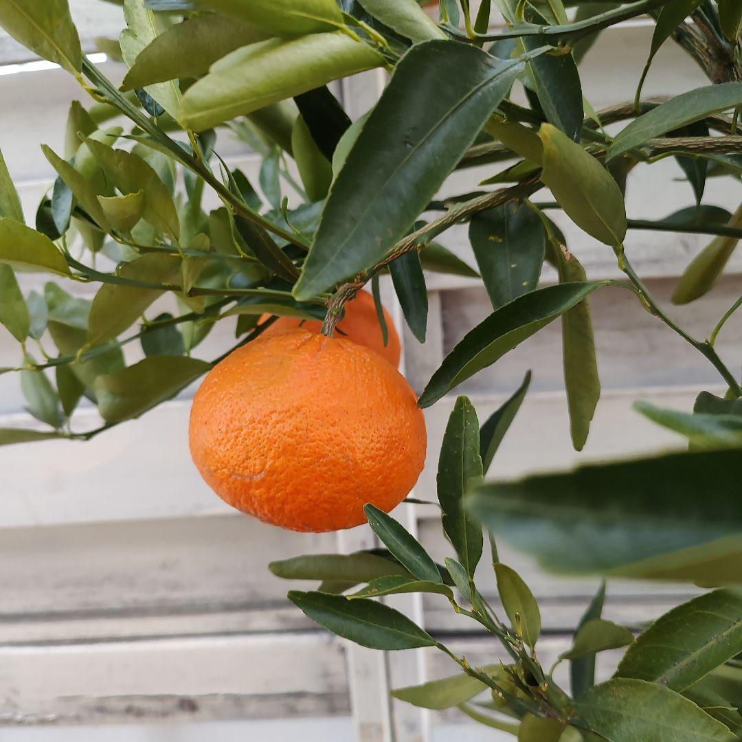 麗紅 3年生 苗木 登録品種 実つき！