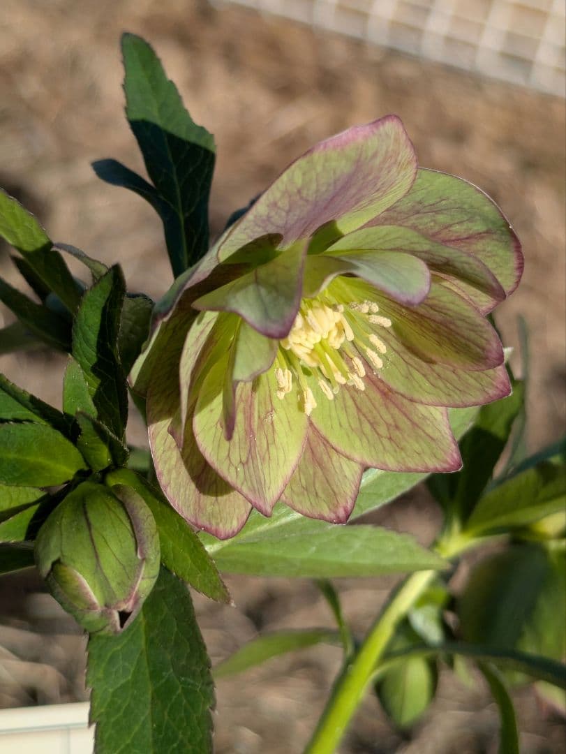 クリスマスローズ 高橋育苗 リトルビースト ファントム dd ワイルドベイン わたなべ花壇: official | 💫 高橋育苗さんのクリスマスローズ