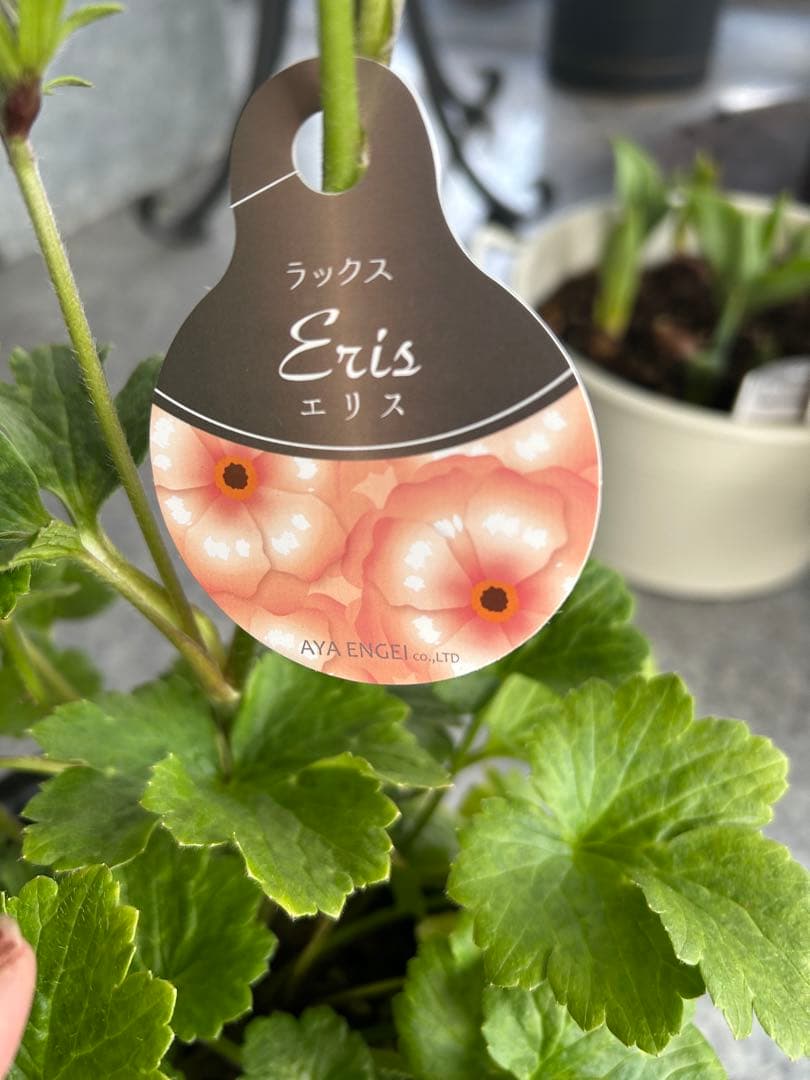 ラナンキュラスラックス エリス ラベル苗 大株5寸 花蕾付正規品 - メルカリ