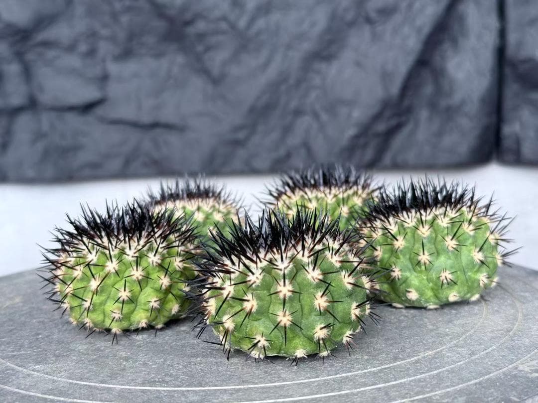 S*i様 コピアポア Copiapoa cinerea 黒王丸 強刺 5株 ③