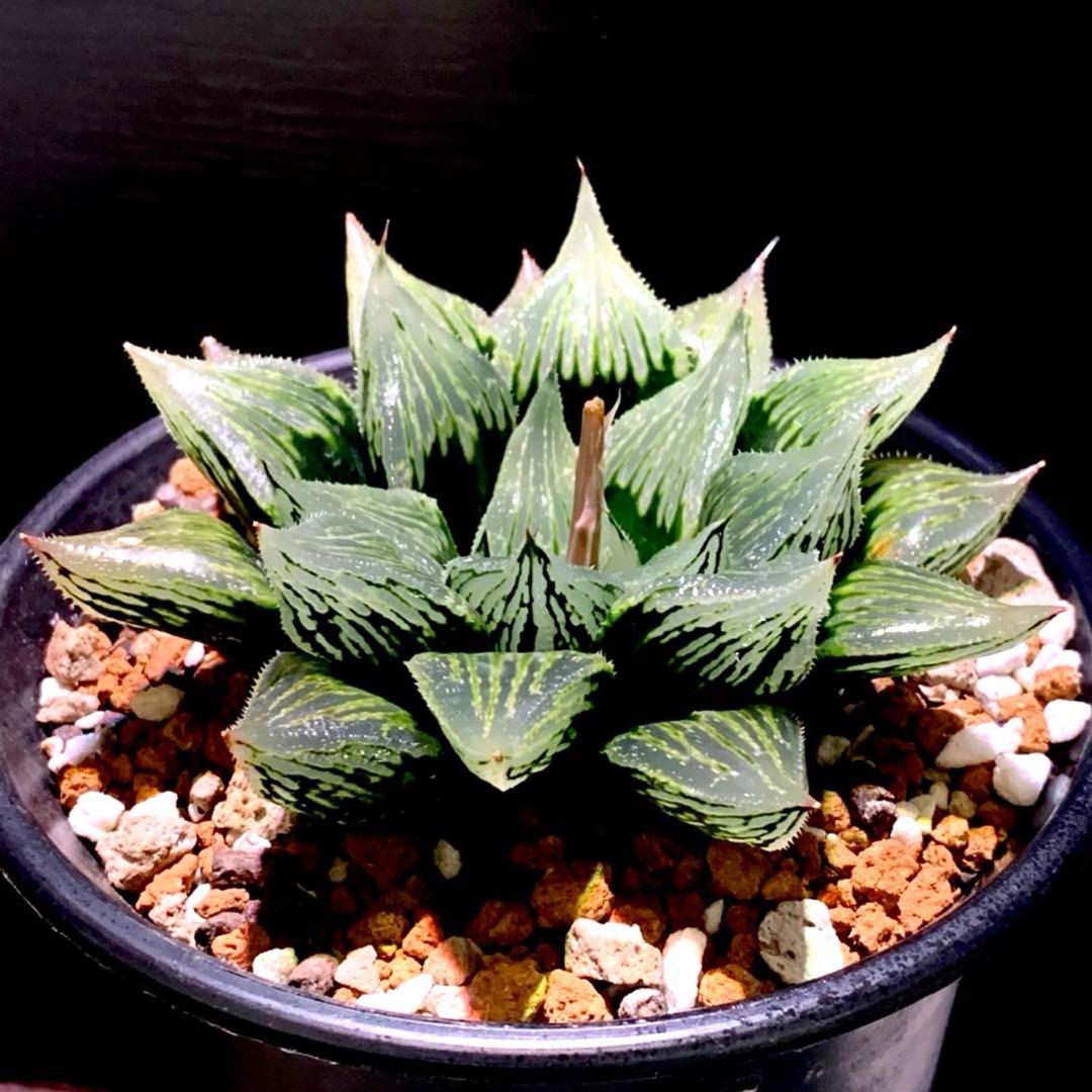 ハオルチア ナイルの一滴(ハオルシア多肉植物) - メルカリ