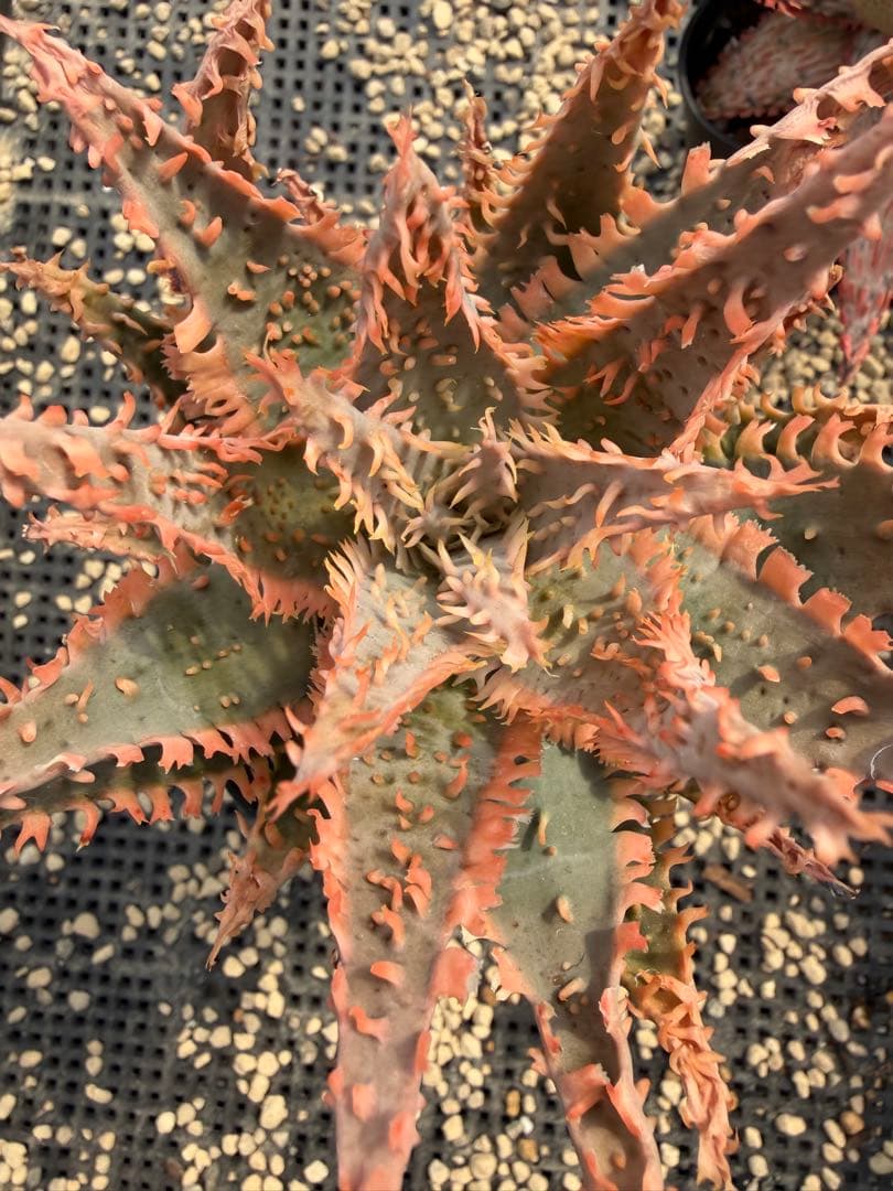 アロエ ハイブリッド Aloe hybrid 第四種 Fe−43 - メルカリ