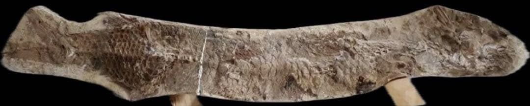 筋繊維や眼球が残ってるクラドキクルス 筋繊維や眼球が残ってるクラドキクルス あったぞ、眼が残った最古の