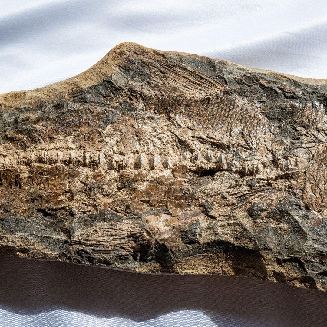 極上 古代魚 パラエロプス 全身 化石 本物 サンタナ層産 67.3cm pe1