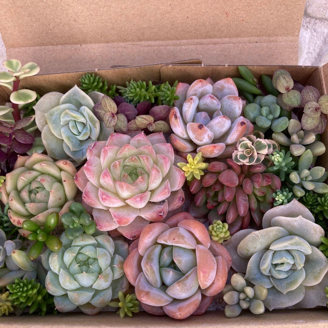 ゆうゆうメルカリ便 多肉植物 カット苗とセダム寄せ植えセット - メルカリ
