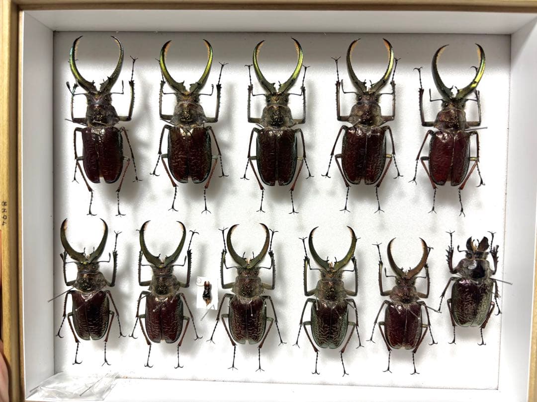 シワバネクワガタ 10匹セット いきもの大図鑑 くわがた10 樹皮台座（小）セット | ナムコパークス