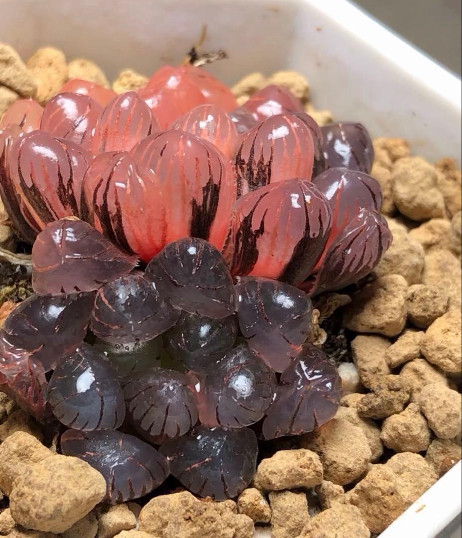 じ*む様 多肉植物 ハオルチア 赤太陽錦 極上斑 親株 子株付き - メルカリ