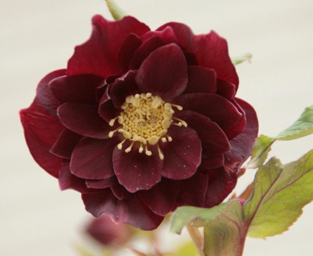 クリスマスローズ／開花株 DDレッドブラックピコティ 広瀬園芸 - メルカリ