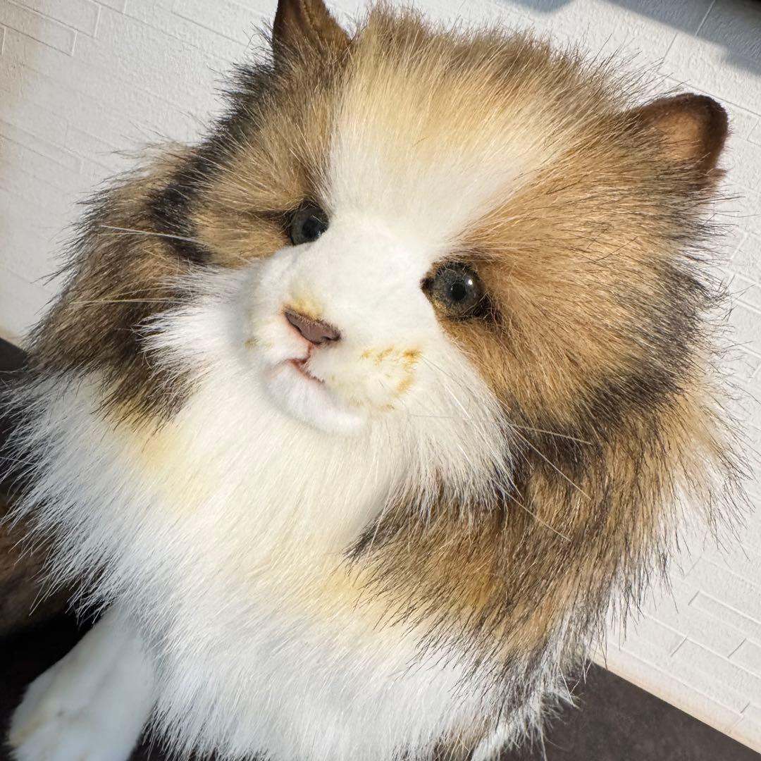 きな○ HANSA （ハンサ）ノルウェージャンフォレストキャット ノルウェージャンフォレストキャット 35 | HANSA