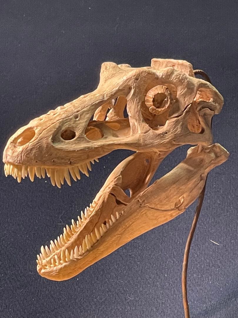 木彫　恐竜　キアンゾウサウルス　頭骨模型　10.5cm