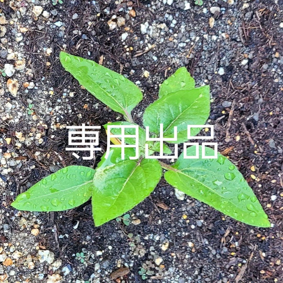 バリ野 ご依頼デッキ3種セット CL愛知2025準優勝構築 タケルライコex/オーガポンみどりのめんex 構築