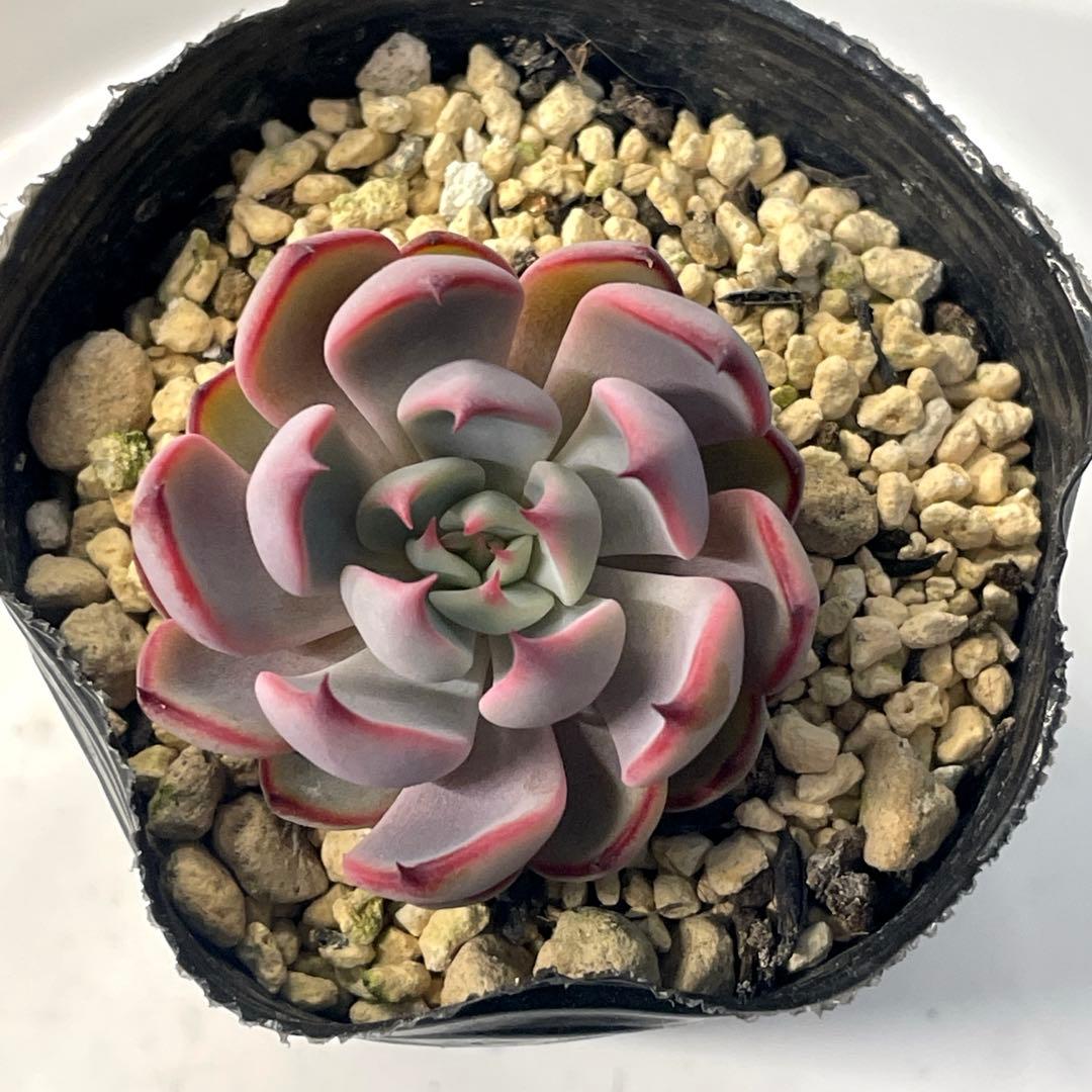 超美株！ 葉数多い ミックスベリア 美紫妃 抜き苗 第4種発送 - メルカリ