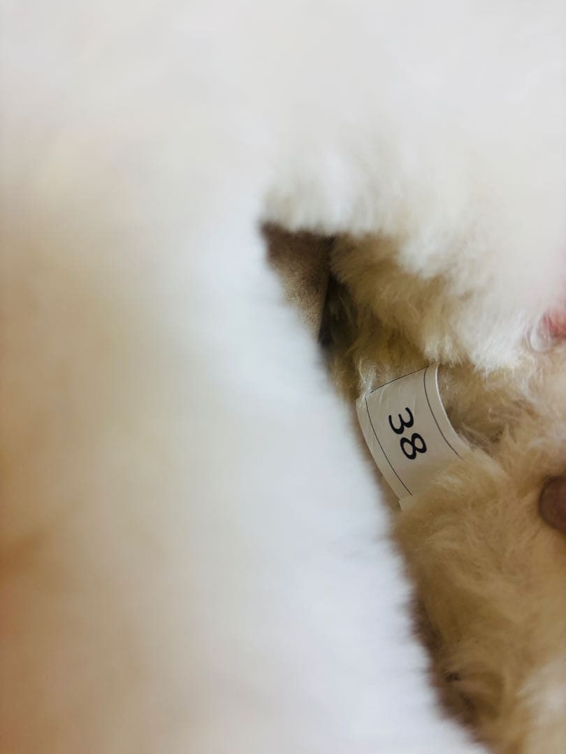 UGG 厚底24cm MUSTARD_SEED ムートンブーツ - メルカリ