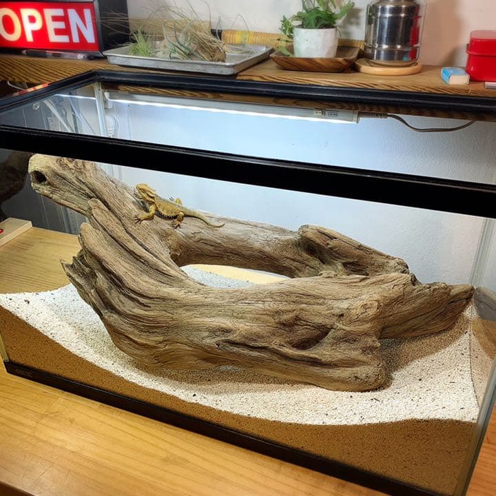 流木 No.255アク抜き済 煮沸紫外線殺菌済 爬虫類トカゲシェルター