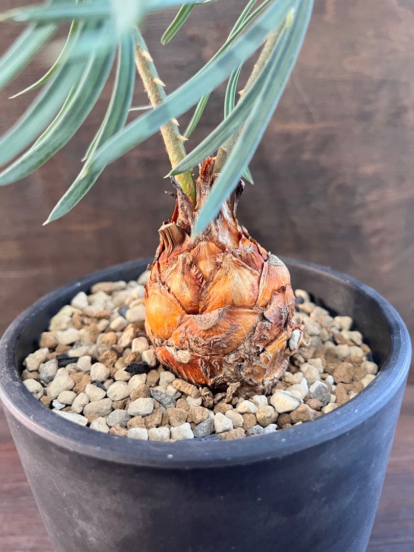 サイカスカイルンシアナM7 サイカスカイルンシアナM7 Q2580292910