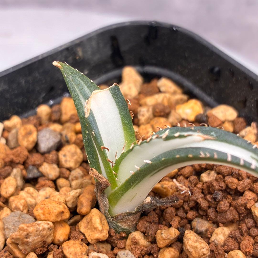 か*こ様 アガベ チタノタ 「 宝珠錦 」白中斑 特選株 極白 - メルカリ