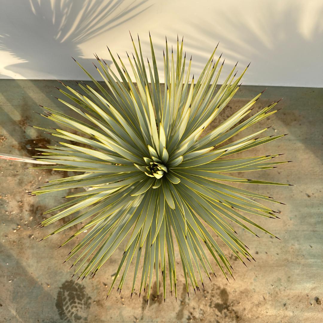 ユッカ ロストラータ【24-591】超美形 シルバーブルー