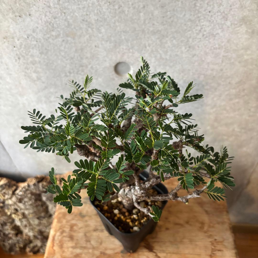 y*a様 センナ メリディオナリス13