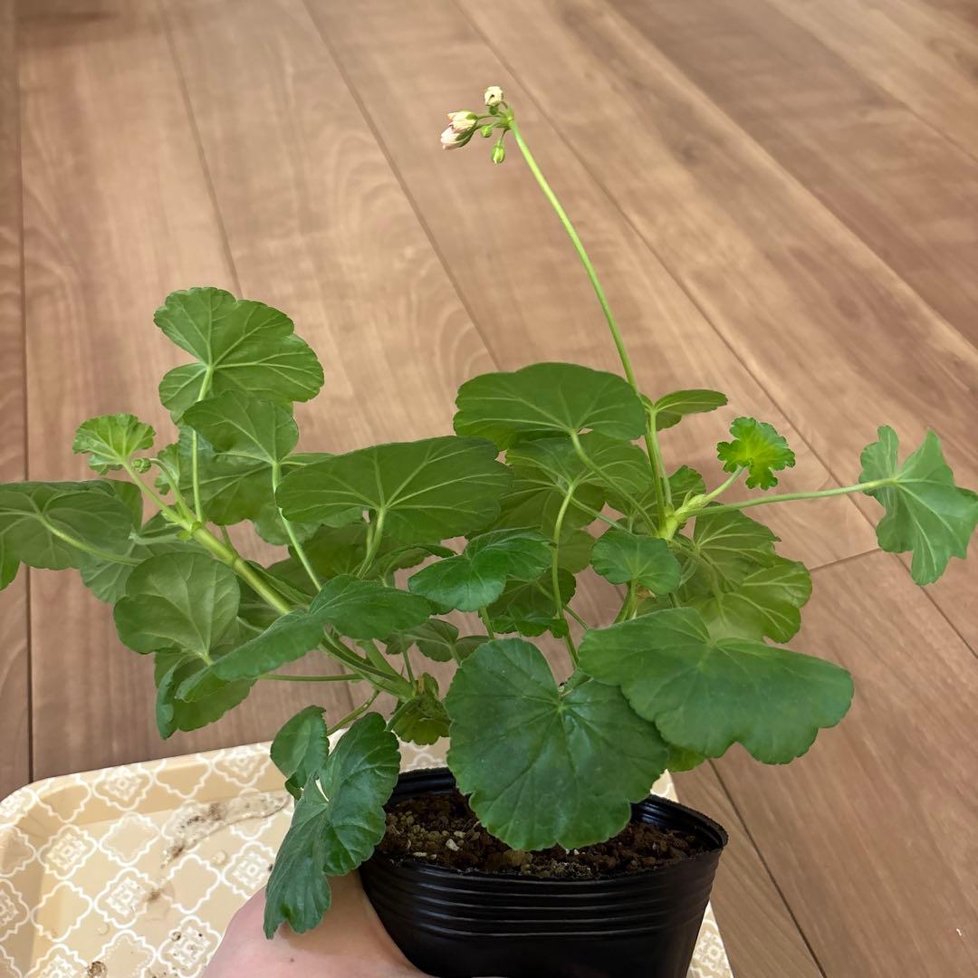 mnpb 日本初海外品種ゼラニウム 希少ゼラニウム - メルカリ