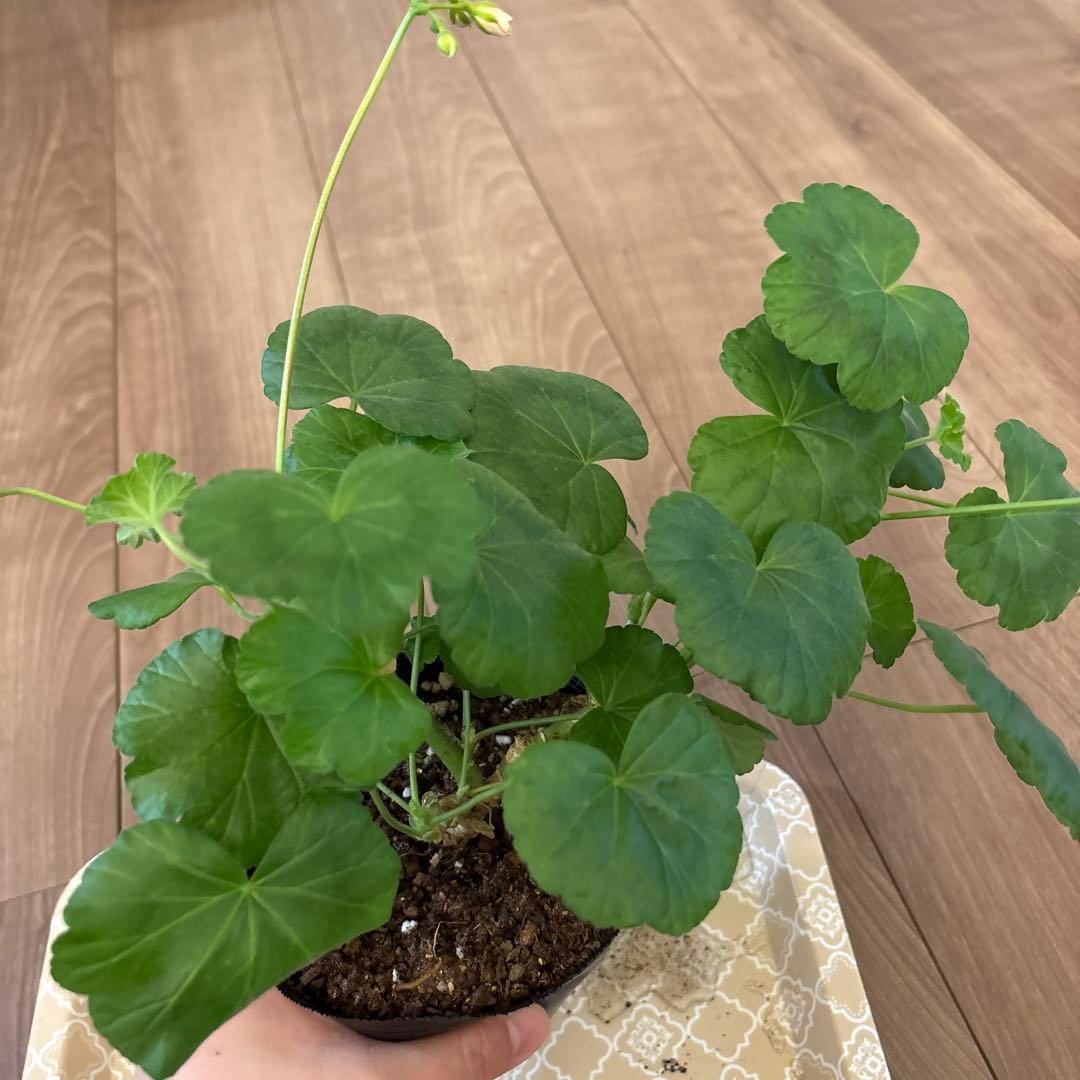 mnpb 日本初海外品種ゼラニウム 希少ゼラニウム - メルカリ