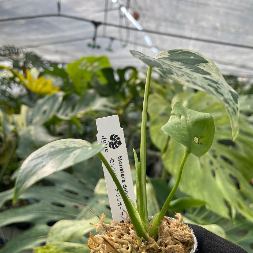 10モンステラ デリシオーサ ベトシオーサ 2寸ポリポット ネコポス発送