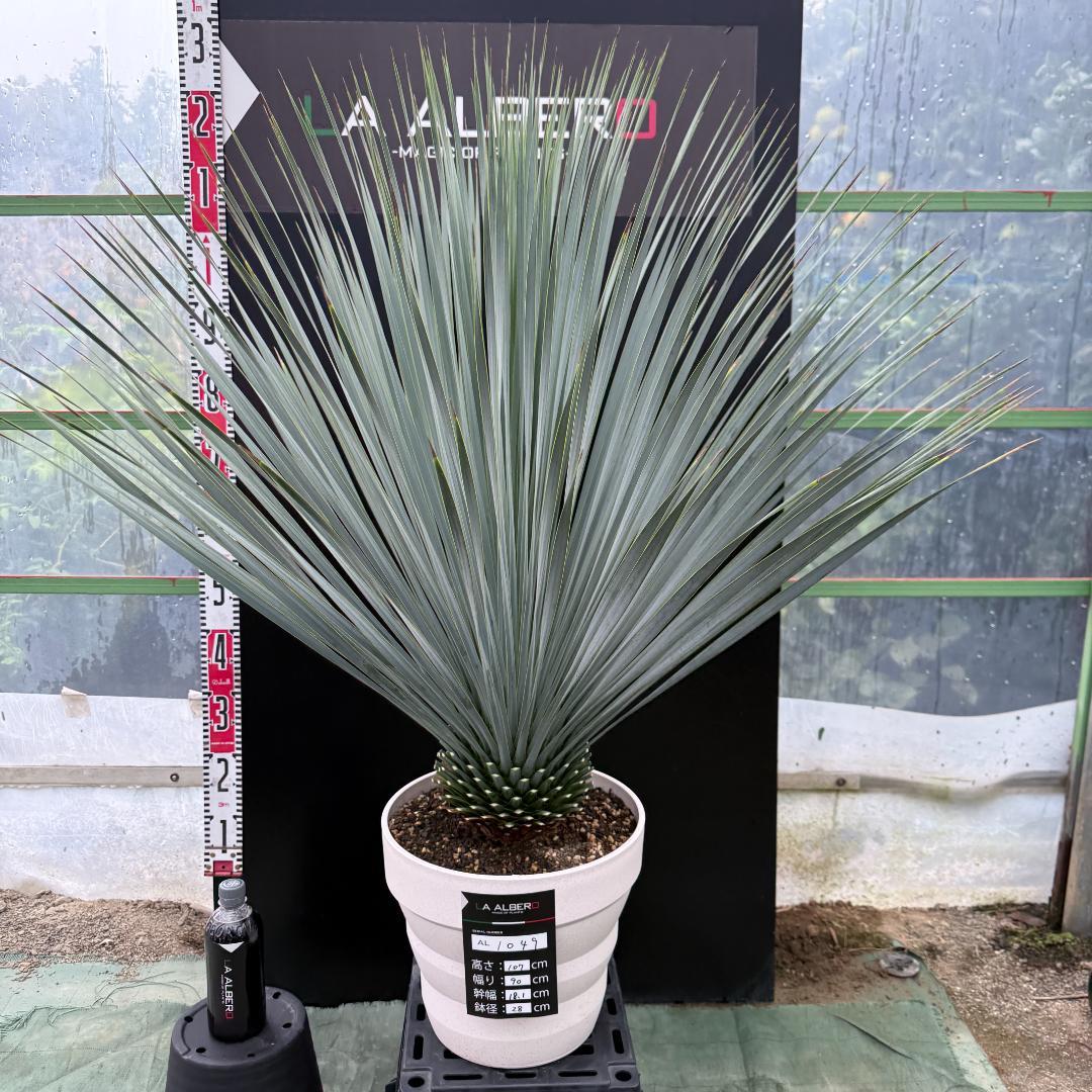 AL1049】ユッカ ロストラータ ランチョブルー 数量限定販売 - メルカリ